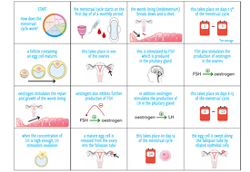 Menstrual Cycle - Card Sort (KS4) | Teaching Resources