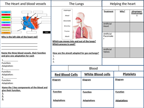 GCSE Biology B4 Revision Placemat | Teaching Resources