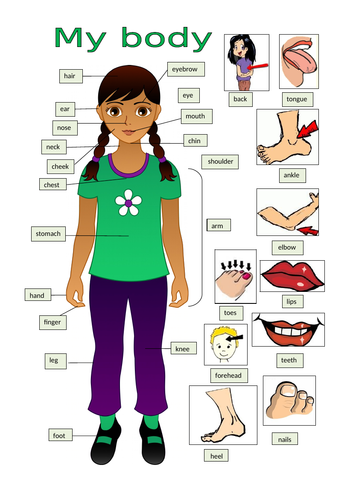 LET'S TALK ABOUT BODY PARTS | Teaching Resources