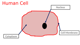 Human Cells - Lesson & Worksheet (simple/entry level) | Teaching Resources
