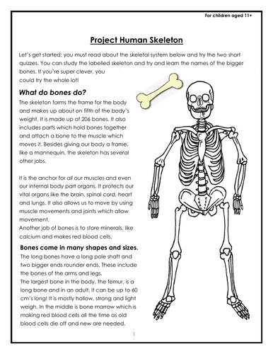 Interactive Skeleton Building Activity for home schooling or cover task ...