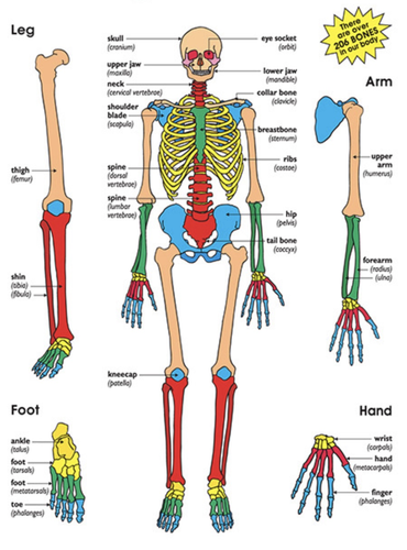 Interactive Skeleton Building Activity for home schooling or cover task ...