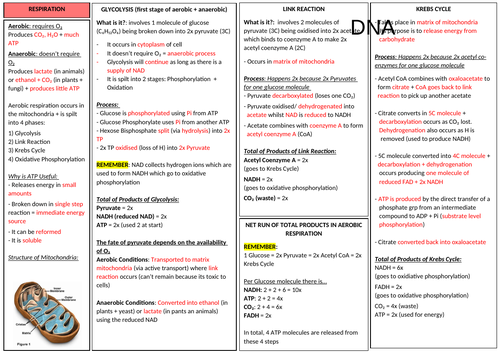 AQA A-LEVEL BIOLOGY - Respiration Revision