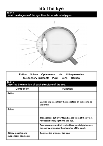 B5 Homeostasis and Response - AQA GCSE Biology (9-1) | Teaching Resources