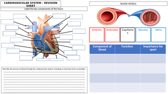 Cardiovascular system revision sheet BTEC National Sport Unit 1