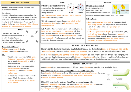 AQA A-LEVEL BIOLOGY - Response To Stimuli Revision