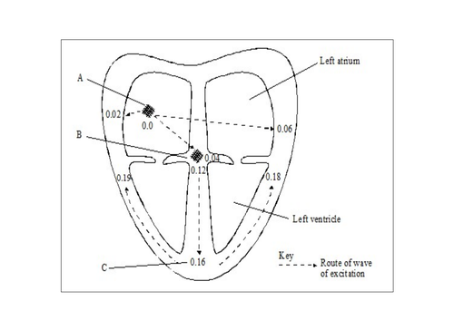 conduction system of the heart black and white