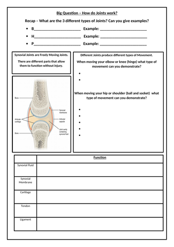 Synovial Joints