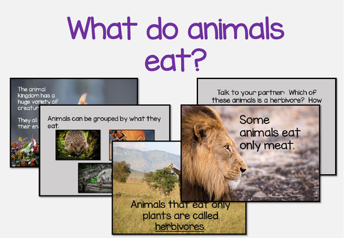 Animal diets: Carnivore, Herbivore and Omnivore KS1 | Teaching Resources