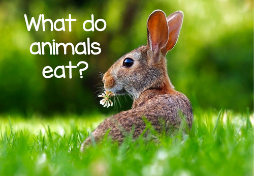 Animal diets: Carnivore, Herbivore and Omnivore KS1 | Teaching Resources