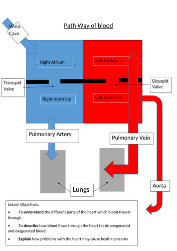 Cardiovascular System Flow of Blood diagram | Teaching Resources