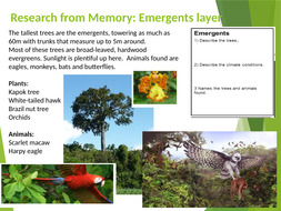 Rainforest animals worksheet picture