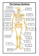 The Human Skeleton Labeling Activity | Teaching Resources