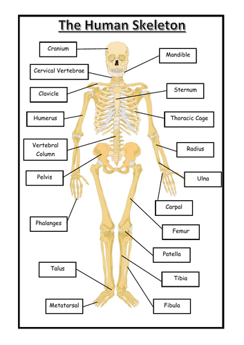 human skeleton drawing with label