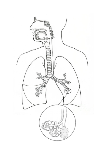 2.2 Lesson 3 Human Respiratory System | Teaching Resources