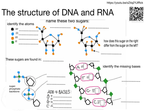 The structure of DNA and RNA: YouTube video with annotation task and ...