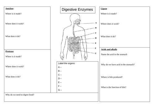 The Digestive System | Teaching Resources