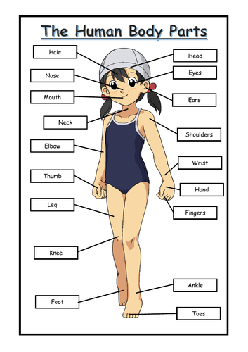 Ks1 Human Body Parts Labeling Activity Teaching Resources