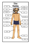 KS1 Human Body Parts Labeling Activity | Teaching Resources