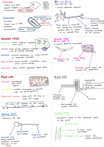 gcse-biology-paper-1-flashcards-teaching-resources