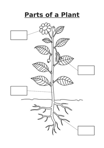 Parts of Flowers and Plants - Labeling | Teaching Resources