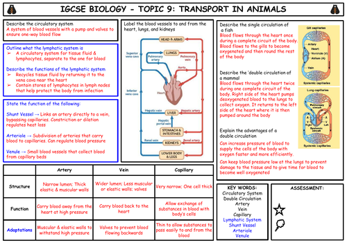 igcse-biology-topic-8-transport-in-plants-summary-teaching