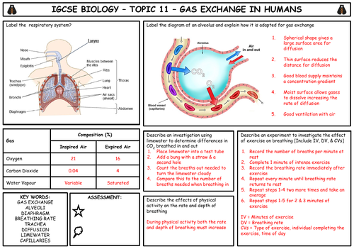igcse-biology-topic-11-gas-exchange-summary-teaching-resources