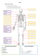 GCSE PE - Bones, types of bones and functions of the skeletal system ...