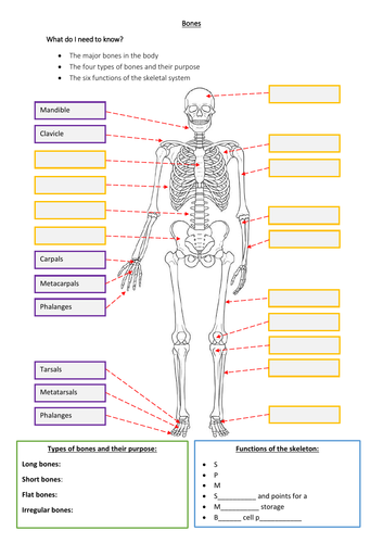 Types Of Bones Worksheet