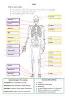 GCSE PE - Bones, types of bones and functions of the skeletal system ...