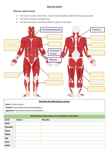 GCSE PE - Muscles in the body - Student worksheet | Teaching Resources