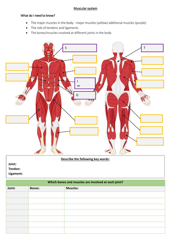 Gcse Pe Muscles In The Body Student Worksheet Teaching Resources