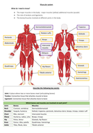 GCSE PE - Muscles in the body - Student worksheet | Teaching Resources