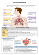 GCSE PE - The pathway of air and gaseous exchange - Student worksheet ...