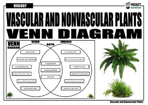 vascular plant diagram