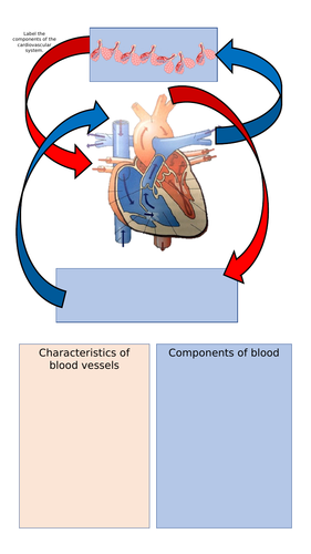 Cardiovascular system scheme of work - BTEC Sport L3 - Unit 1 Anatomy ...