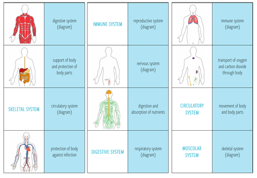 Organ systems - Loop Game (KS3/4) | Teaching Resources