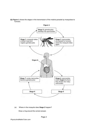 New (9-1) AQA GCSE Biology B13 Reproduction complete Revision Summary ...
