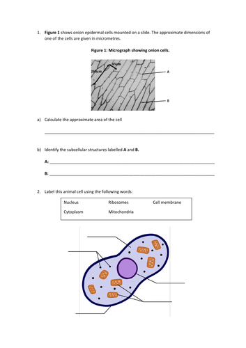 Cell Structure Slides and Worksheet (GCSE Biology AQA) | Teaching Resources