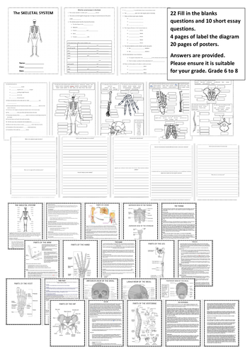 The Skeletal System A Research Project Teaching Resources