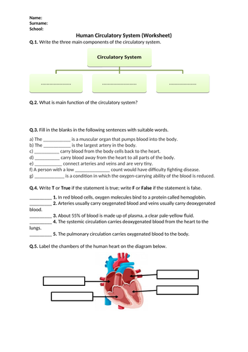 Human Circulatory System - Worksheet | Distance Learning