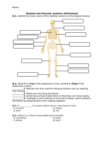 Human Skeletal and Muscular Systems - Worksheet | Distance Learning