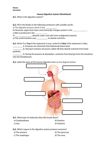 Human Digestive System - Worksheet | Printable and Distance Learning