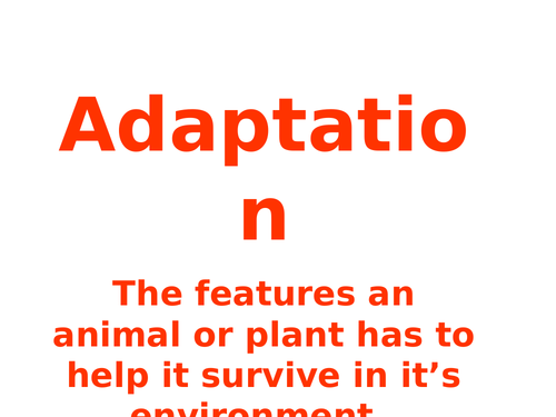 Adaptation - Polar Bears | Teaching Resources