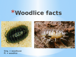 woodlice chambers