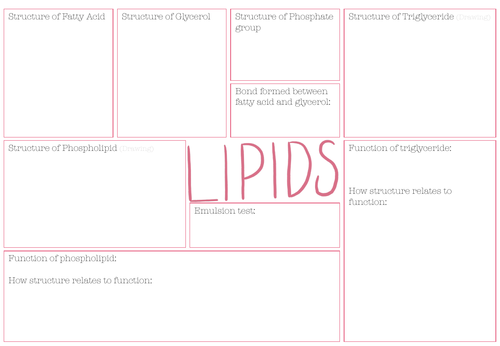 A-Level Biological Molecules Revision sheets | Teaching Resources