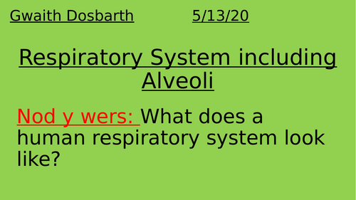 Respiratory system including Alveoli