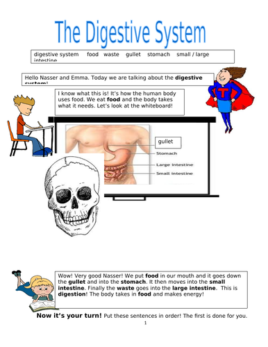 Living Things! The Digestive System