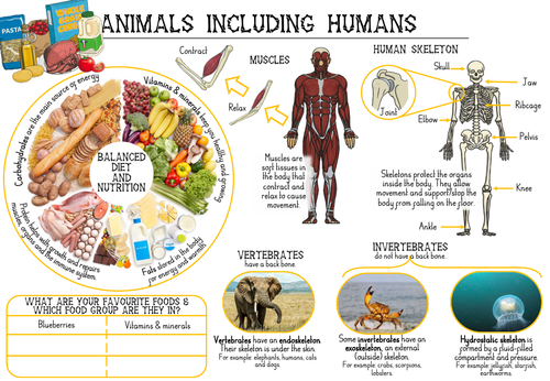 Animals including Humans Y3 Knowledge Organiser