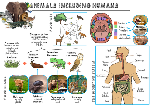 Animals including Humans Y4 Knowledge Organiser